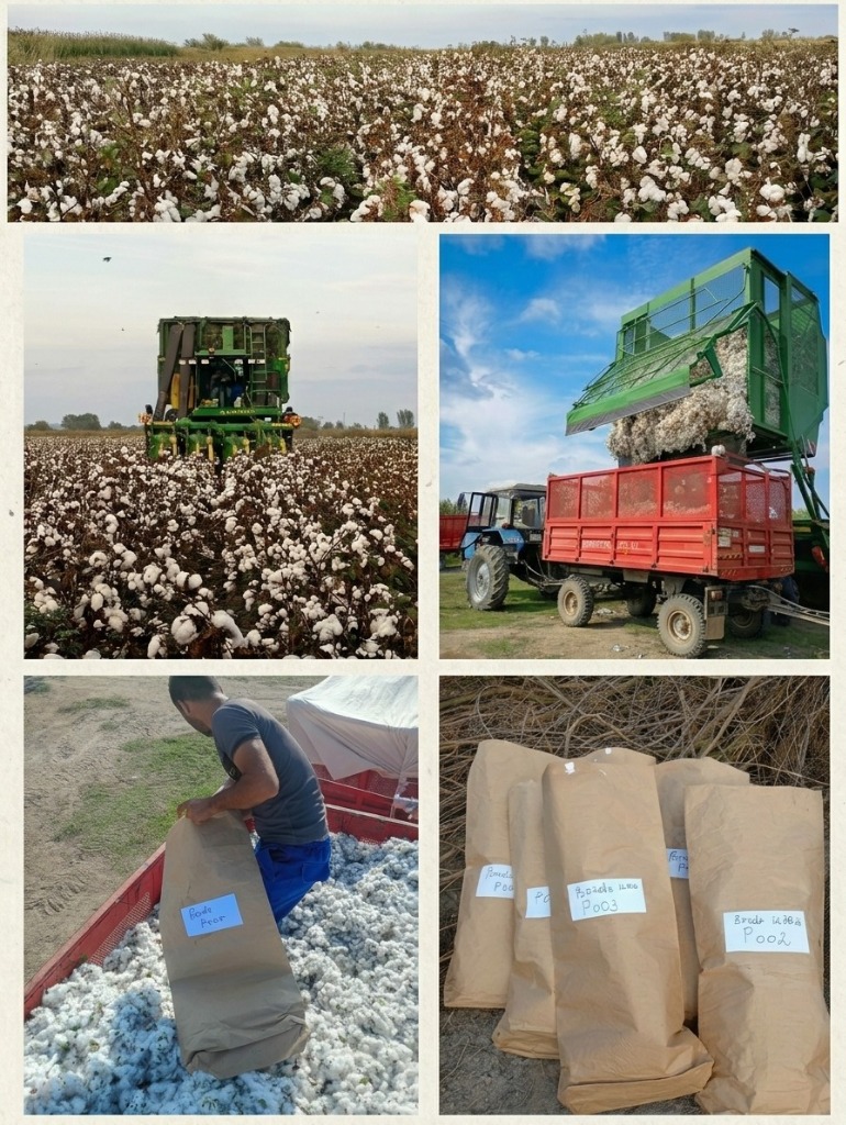 APİA və Prime Cotton sınaq sahələrində məhsul yığımı
